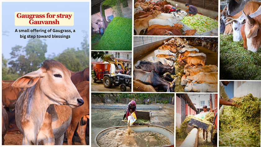 Feeding and Caring for Cows