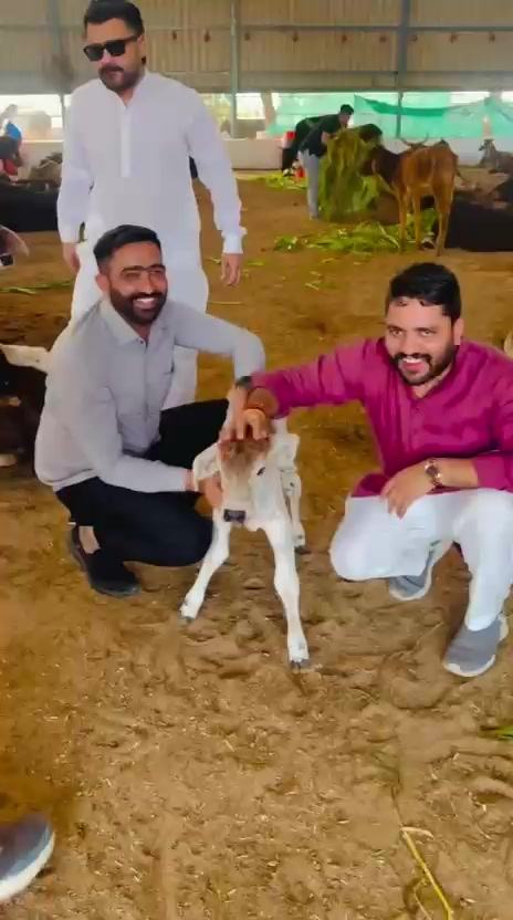 Two trust volunteers crouching beside a young calf inside a cattle shed
