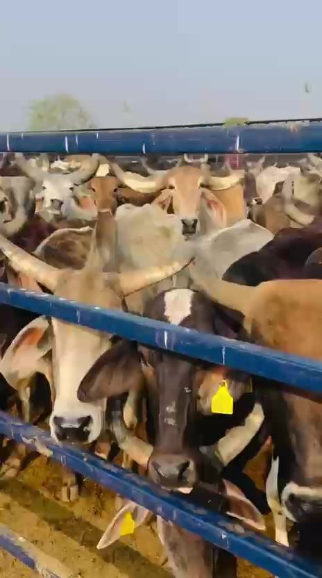Cows at a feeding rail in a gaushala, looking towards the camera
