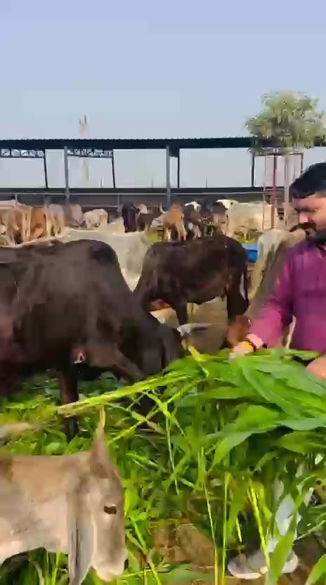 A volunteer feeding fodder to a cow by hand