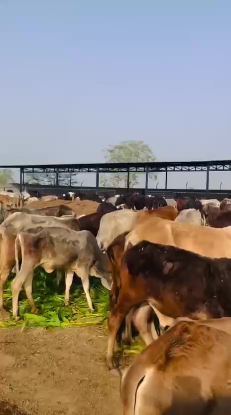 Cows eating fresh green fodder inside a shed