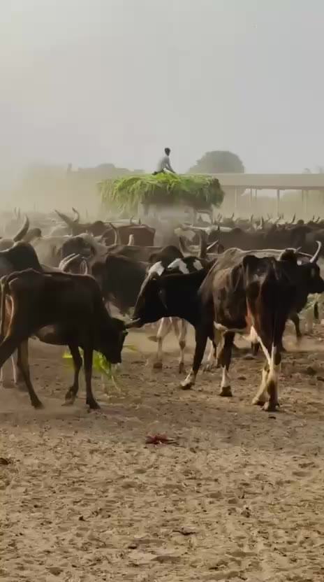 A herd of cows in a gaushala yard at dusk with a fodder trolley behind