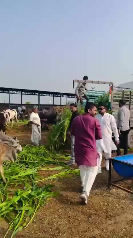 Trust volunteers unloading green fodder from a trolley for the cows